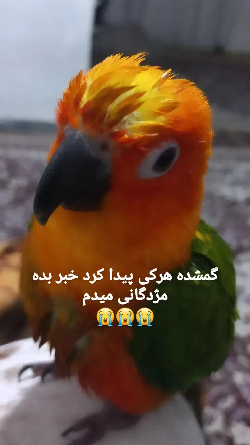 گم شده هرکسی پیدا کنه مژدگانی خوبی میدم|حیوانات|ملایر, |دیوار