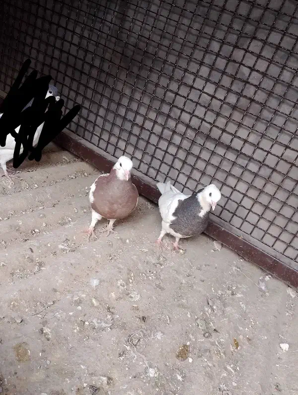 کفتر یا کبوتر طوقی|پرنده|تهران, مسعودیه|دیوار