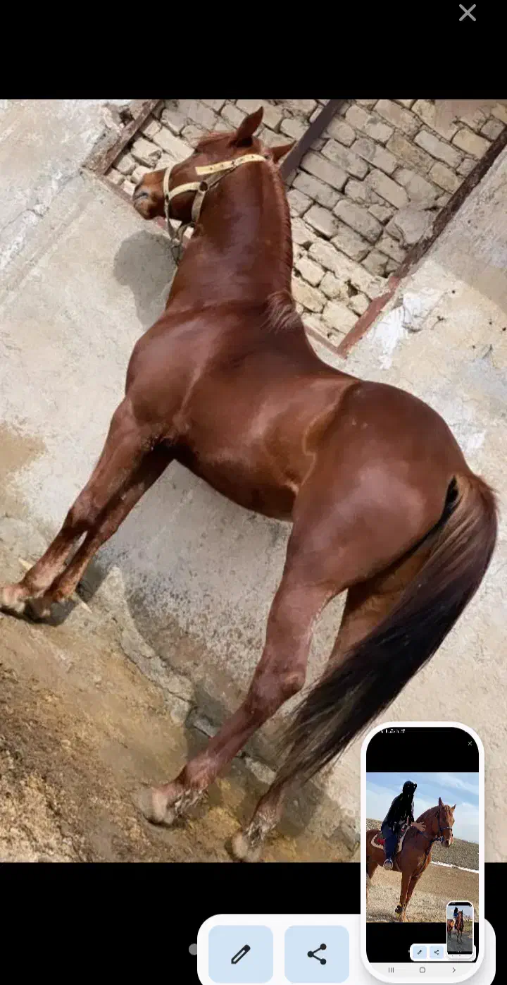 اسب نریان|اسب و تجهیزات اسب‌سواری|سردرود, |دیوار