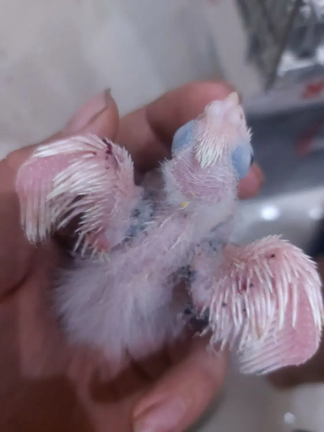 جوجه عروس هلندی دوکت و ابلغ آلبینو|پرنده|کرج, شهرک بنفشه|دیوار