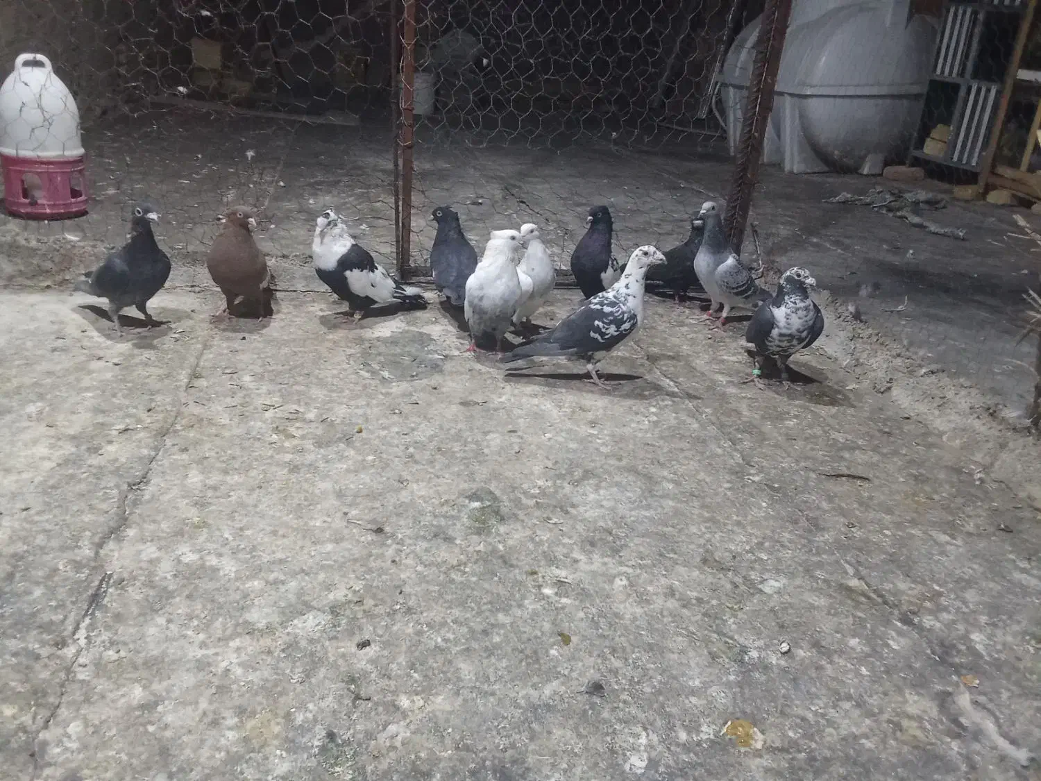 کفترجفتی تک پروندنی|پرنده|فسا, |دیوار