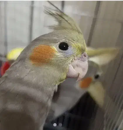 جوجه عروس هلندی دون خور یک ماه و نیم|پرنده|تهران, شکوفه|دیوار