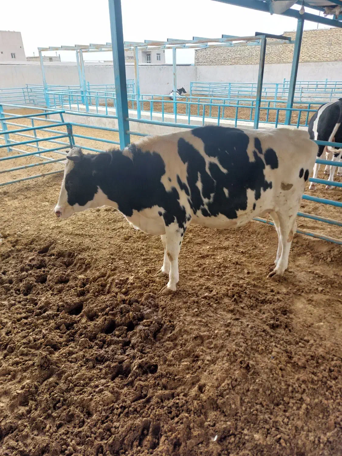 تلیسه آبستن|حیوانات مزرعه|لنجان, |دیوار