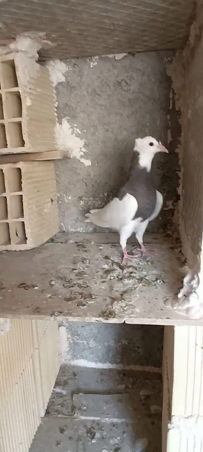 کبوتر طوقی|پرنده|رباطکریم, شترخوار|دیوار