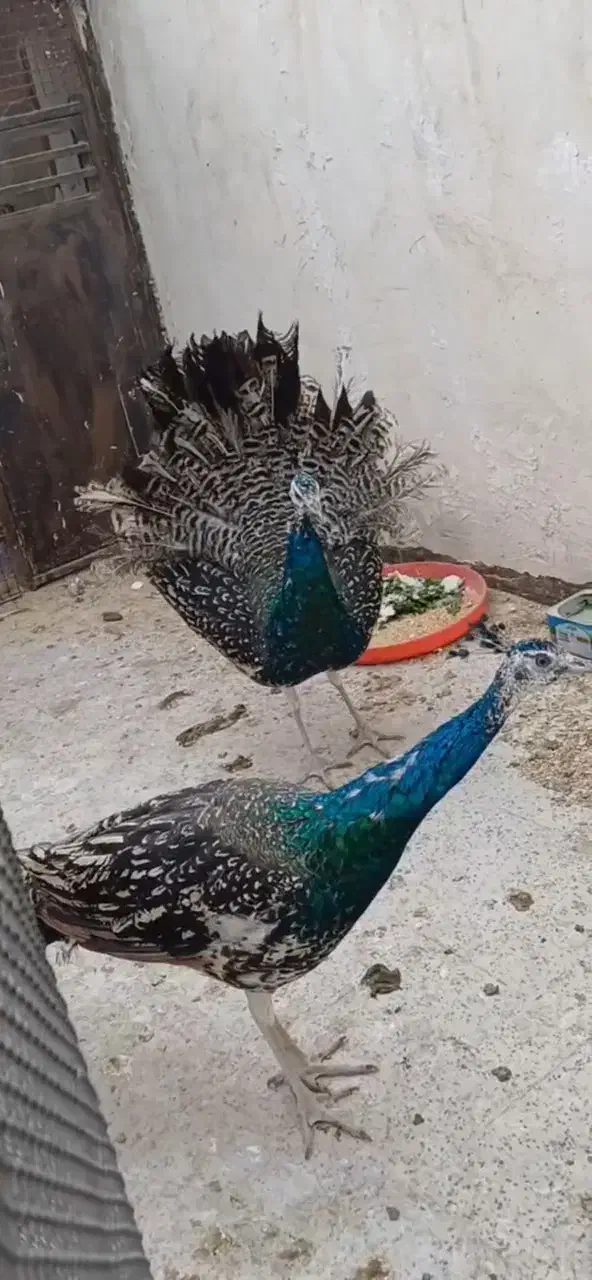 طاووس نر مصری ۷ماهه|پرنده|مشهد, رده|دیوار