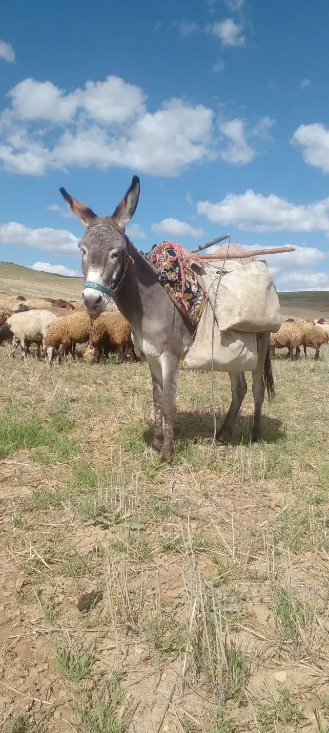 خرالاغ|حیوانات مزرعه|قروه, |دیوار