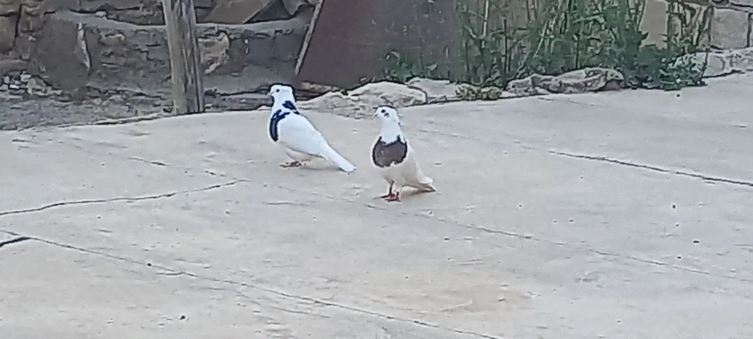 کبوتر|پرنده|چرداول, |دیوار