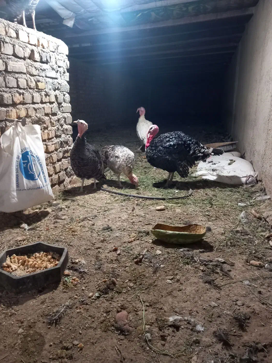 ۵۰ عدد تخم بوقلمون برنز نوتفه دار|حیوانات مزرعه|ورامین, ورامین|دیوار