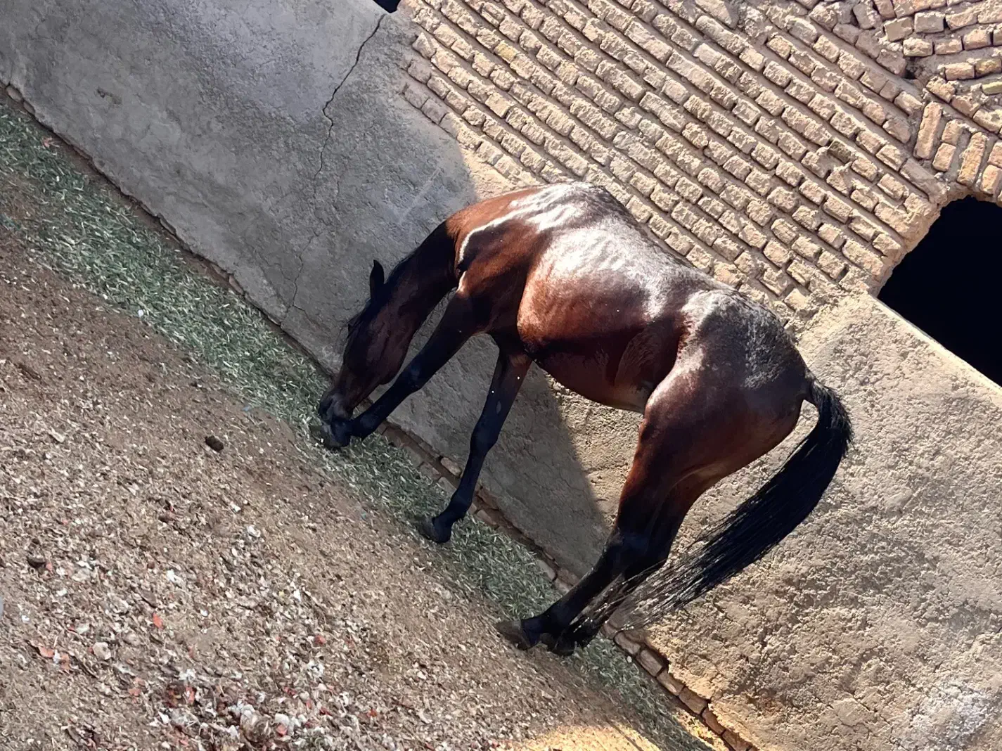 اسب نریون عرب|حیوانات مزرعه|پیشوا, |دیوار