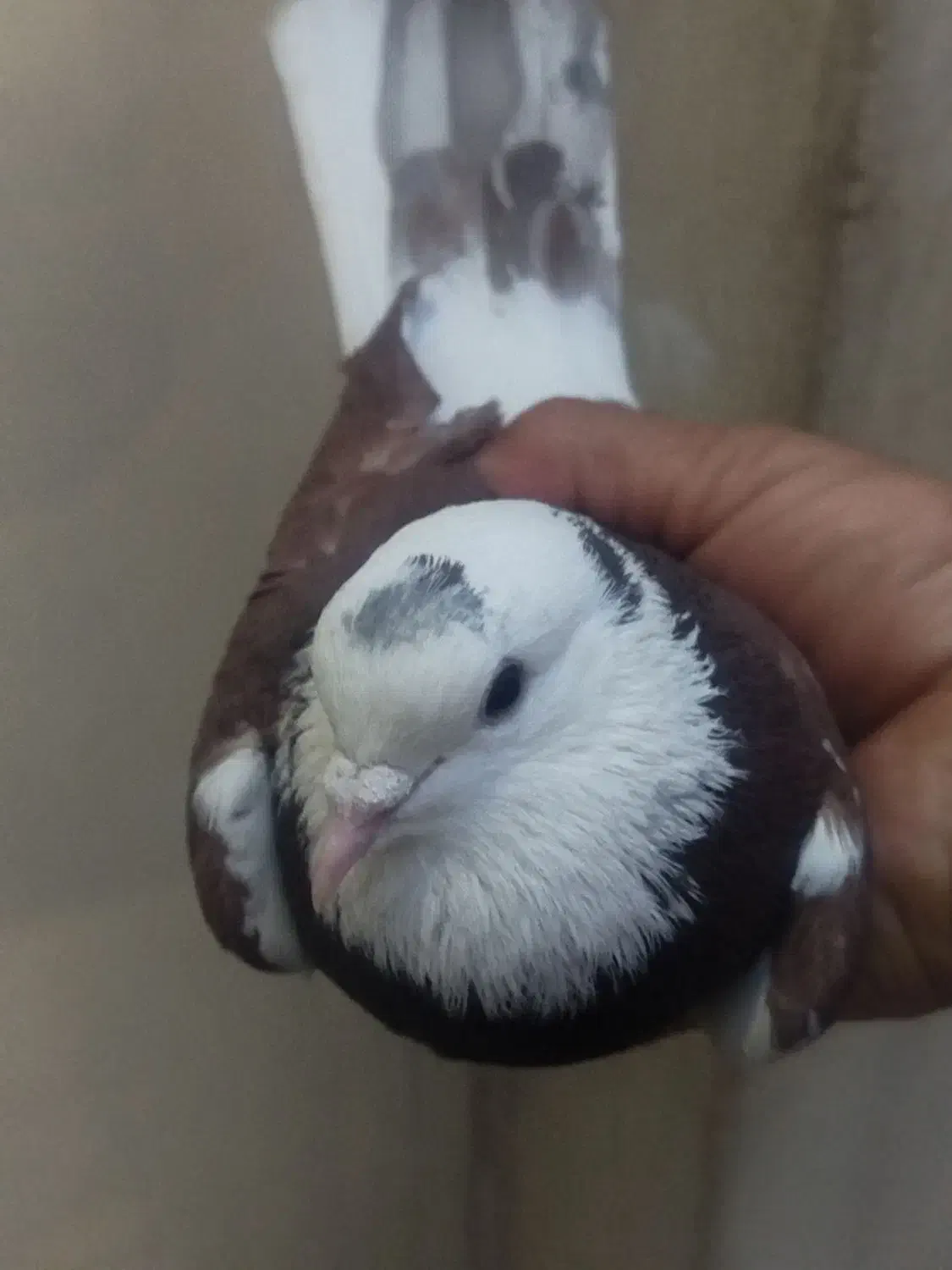 شازده نر|پرنده|خمینی‌شهر, |دیوار