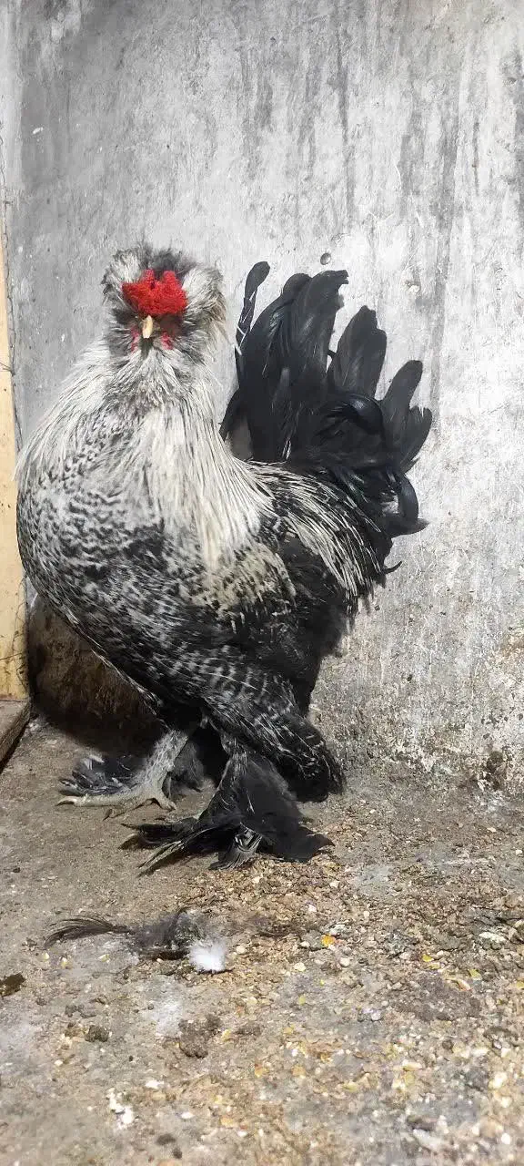 خروس سلطان|حیوانات مزرعه|کازرون, |دیوار