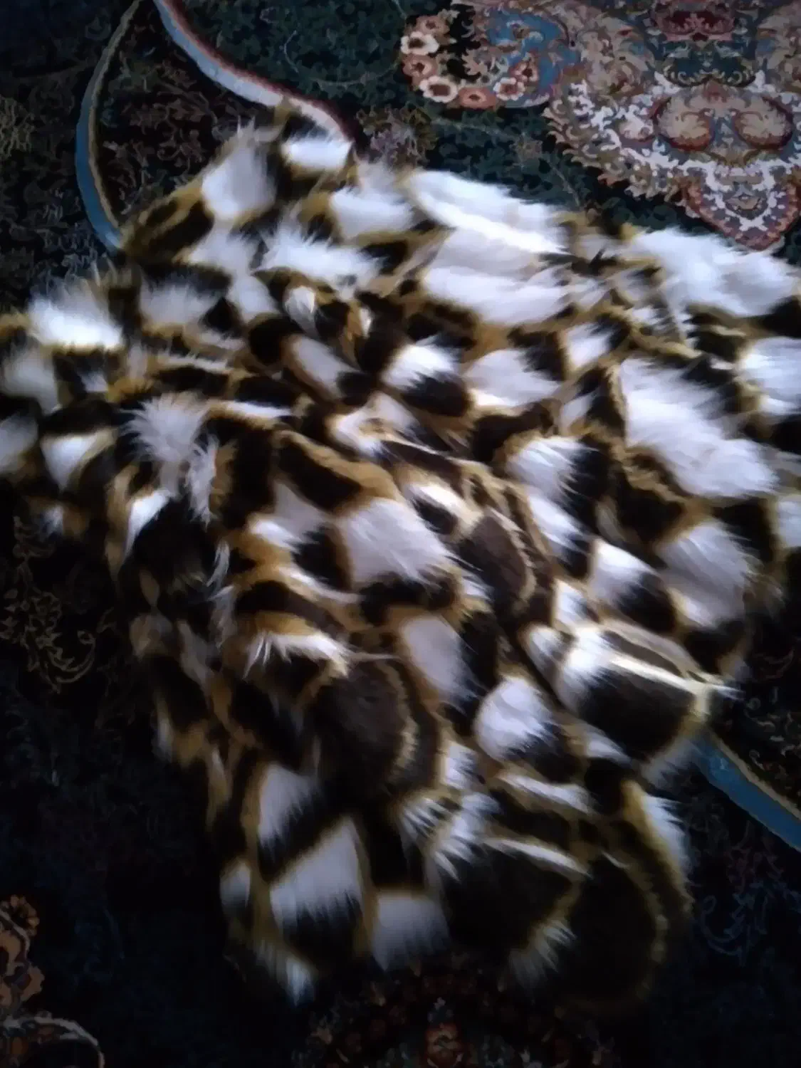 کاپشن|لباس|چاراویماق, |دیوار