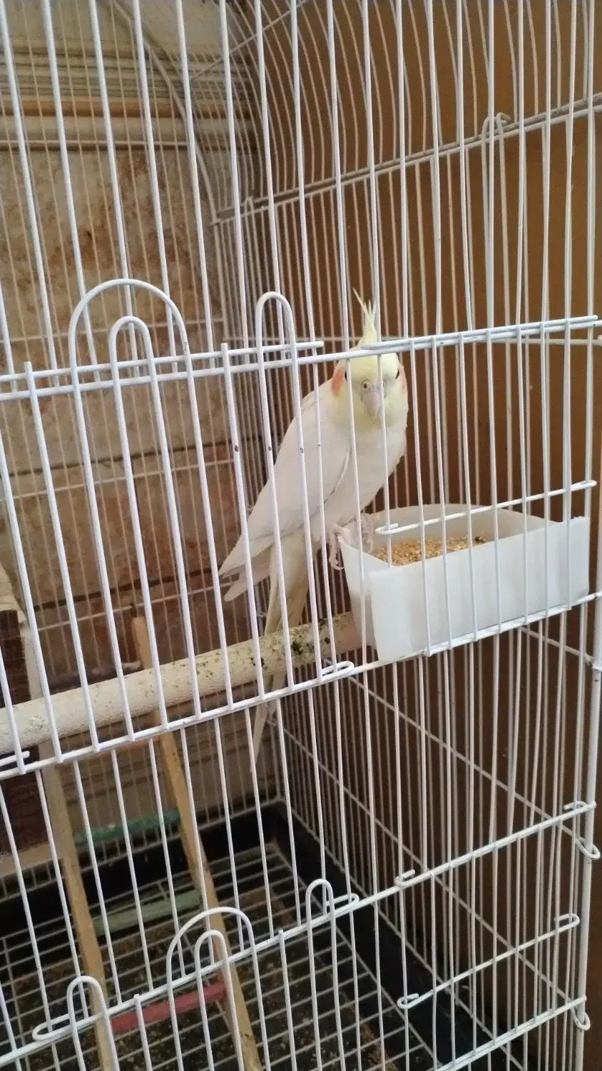 عروس هلندی|پرنده|نجفآباد, جلال آباد|دیوار