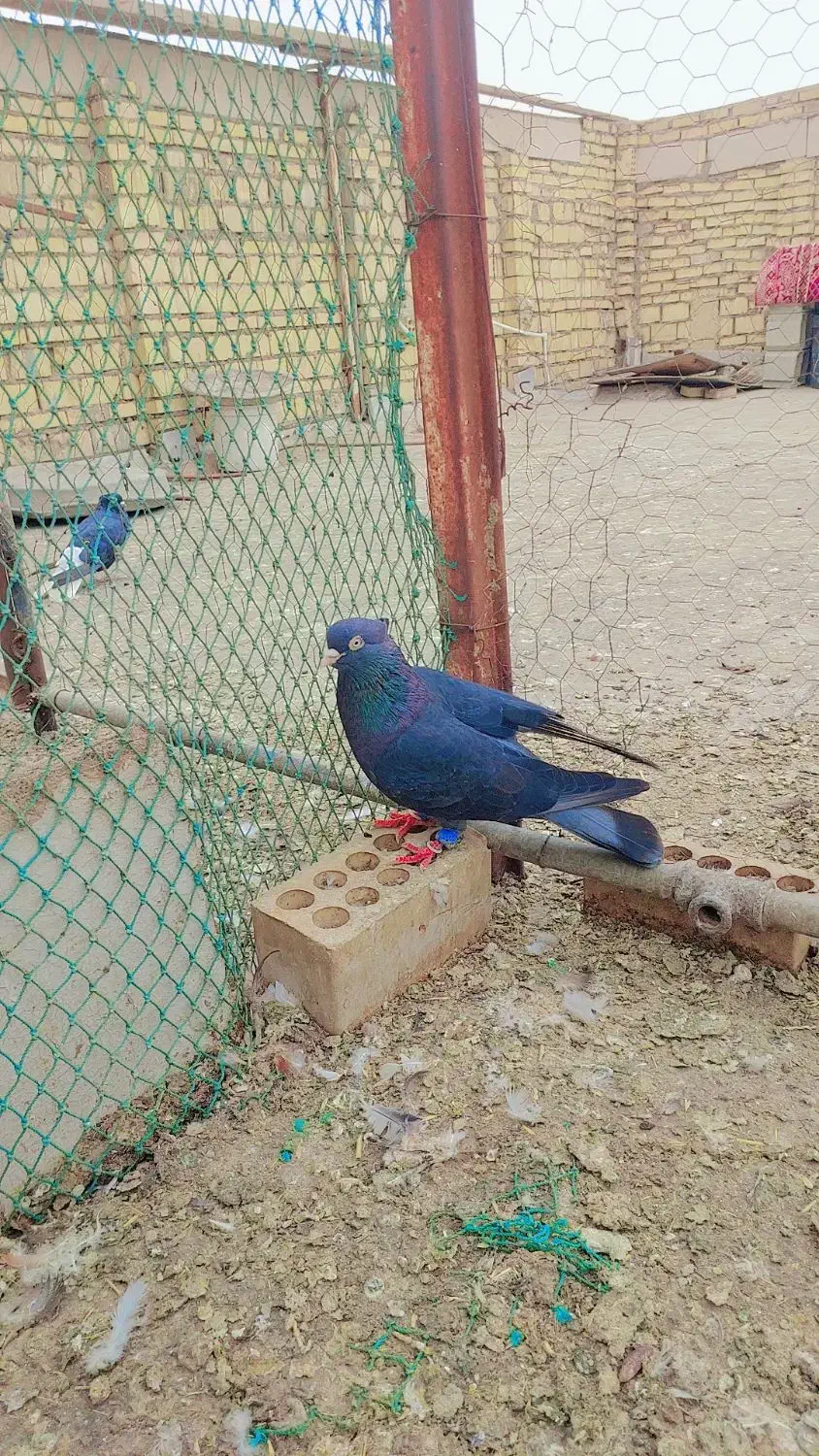 گرفتنی|پرنده|خرمشهر, |دیوار