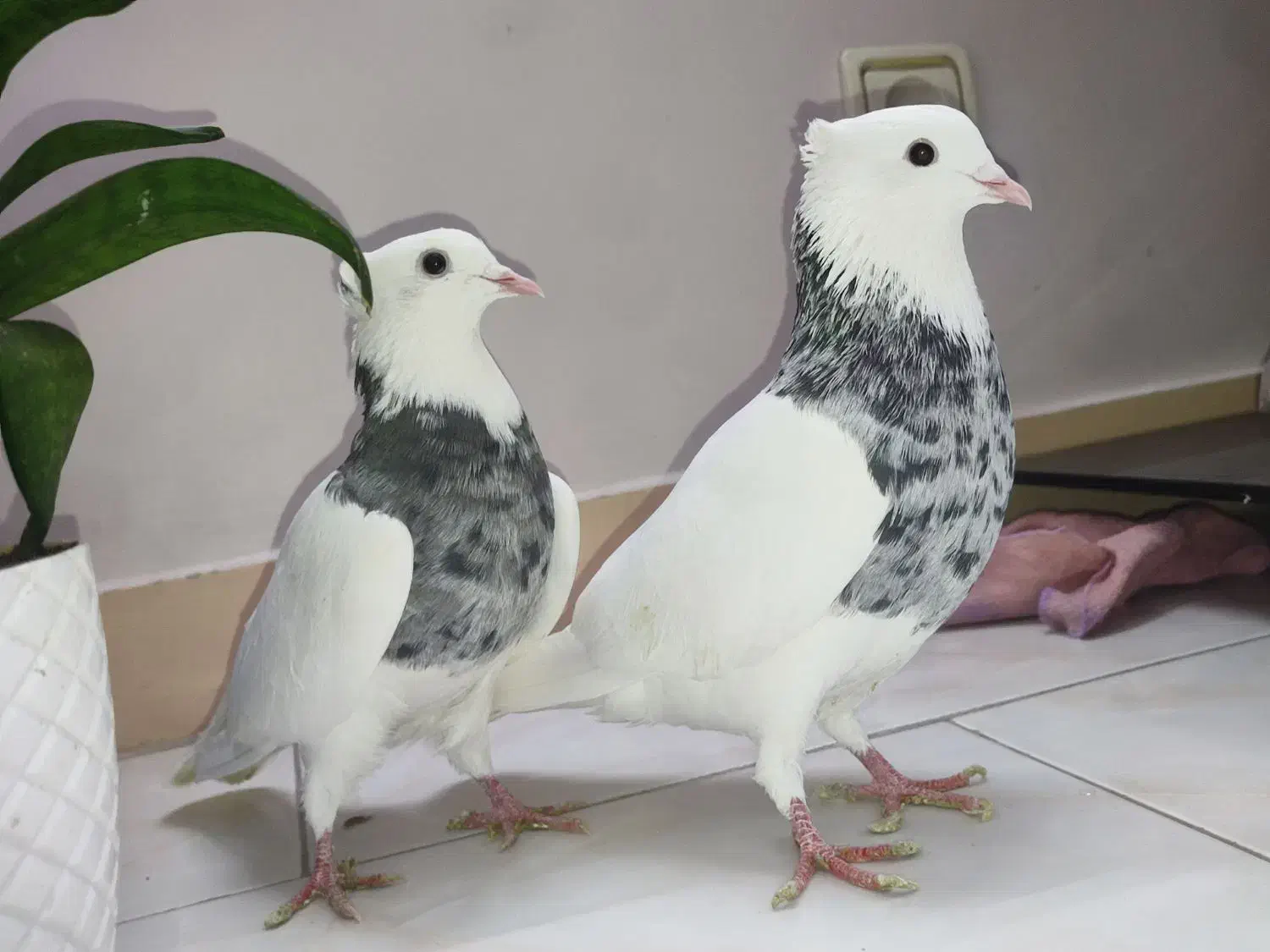 کفتر طوقی الماسی|پرنده|اندیشه, شهرک کوثر|دیوار