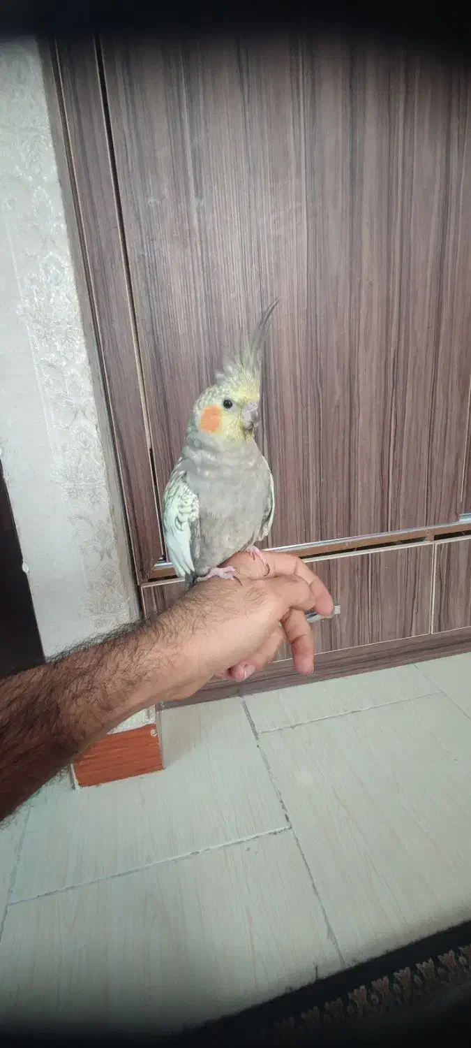 عروس هلندی ماده|پرنده|لاهیجان, کوی زمانی|دیوار