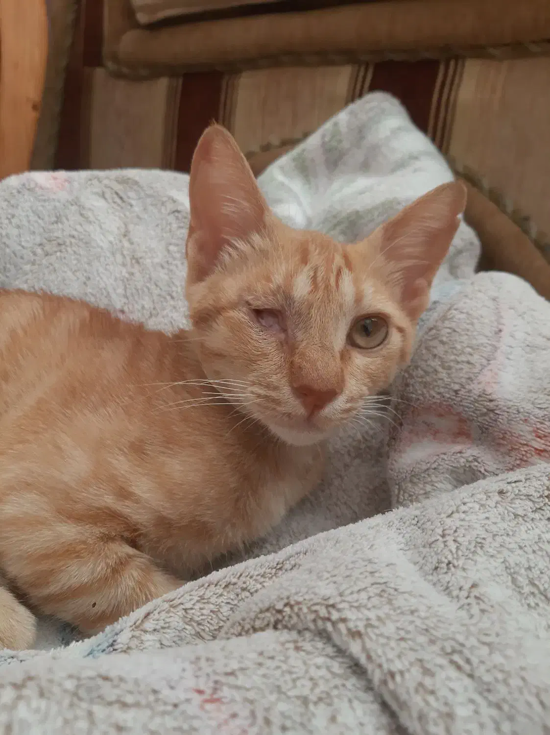 واگذاری بچه گربه بازیگوش|گربه|چابهار, |دیوار