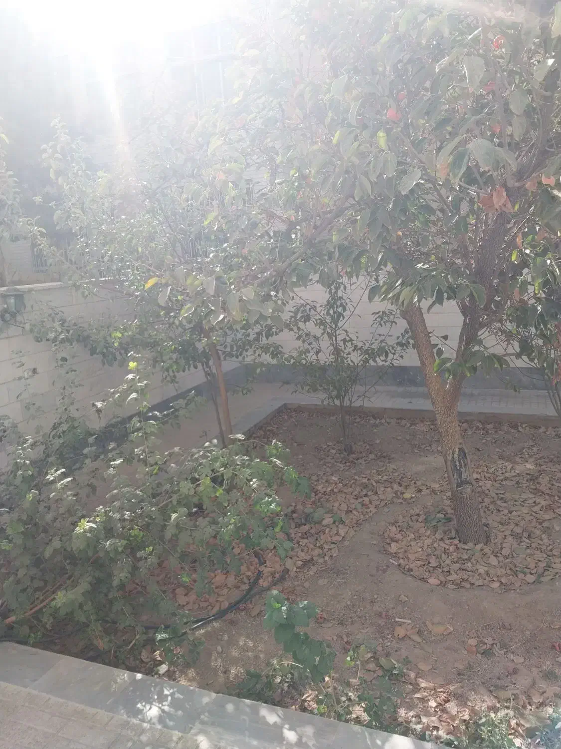 بالای اتریش حیاط دار