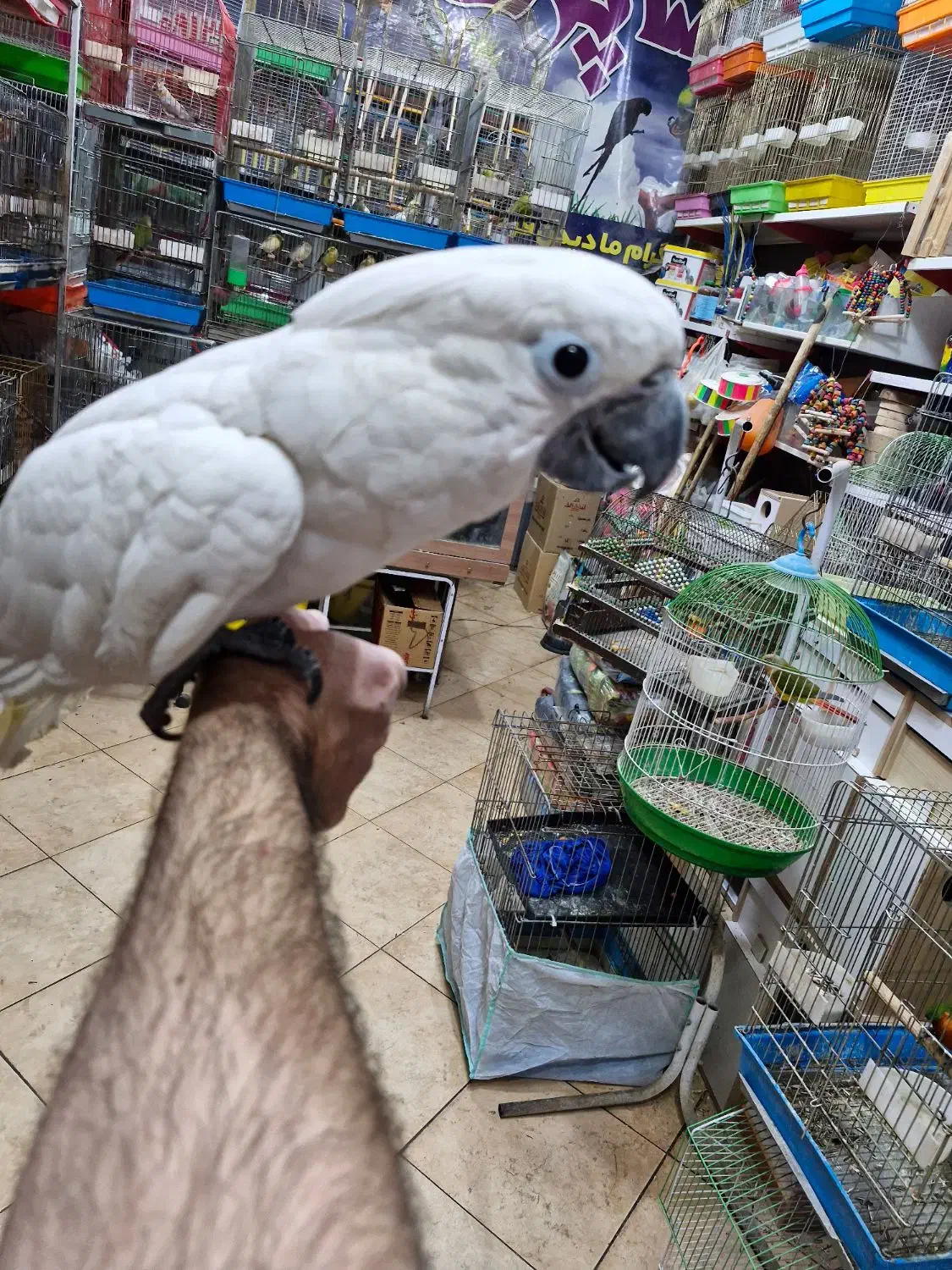 کاکادو امبرلا جوجه حلقه پا سوپر رام سخنگو|پرنده|اصفهان, حسین‌آباد|دیوار