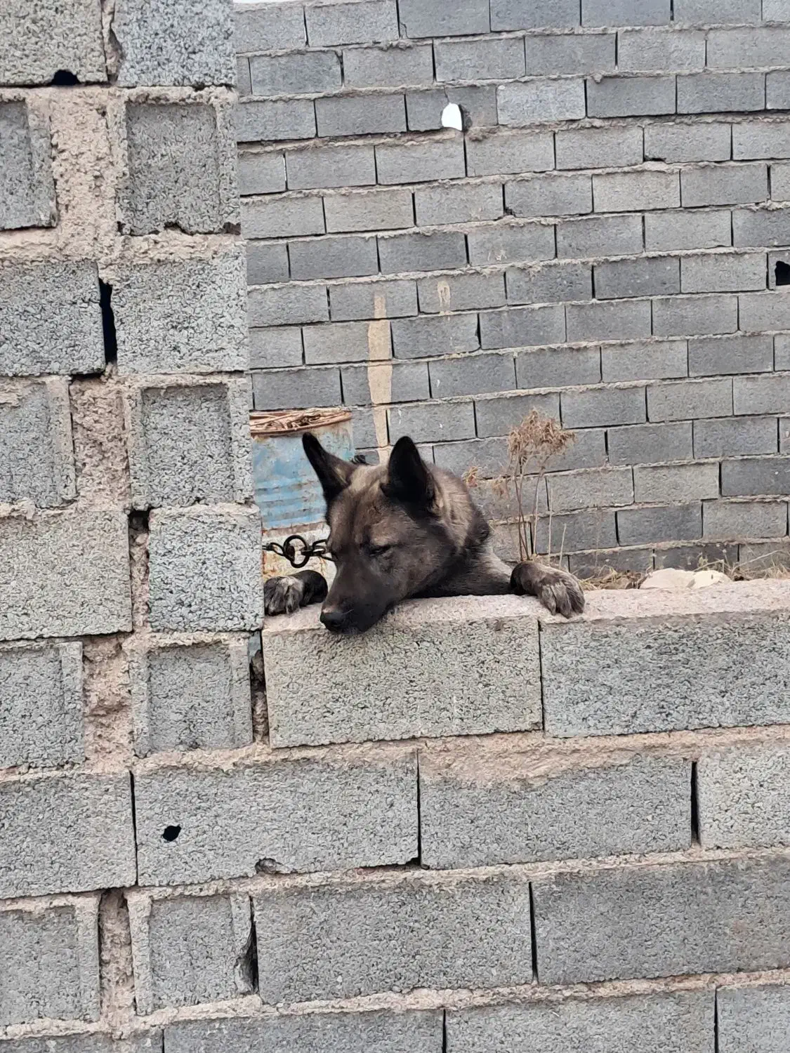 سگ هاسکی|سگ|قزوین, |دیوار