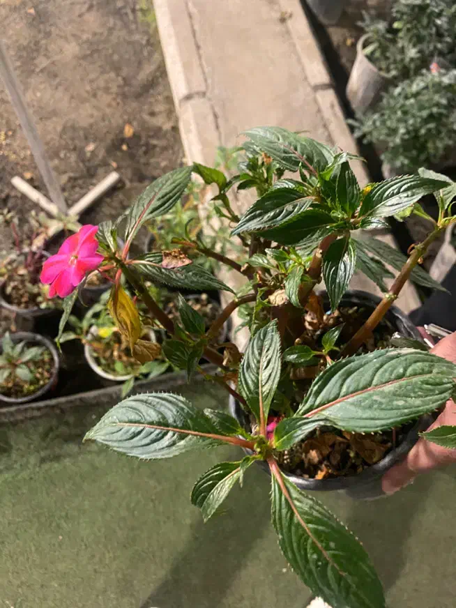 انواع گیاهان آپارتمانی|گل و گیاه طبیعی|کرج, شهرک اوج|دیوار