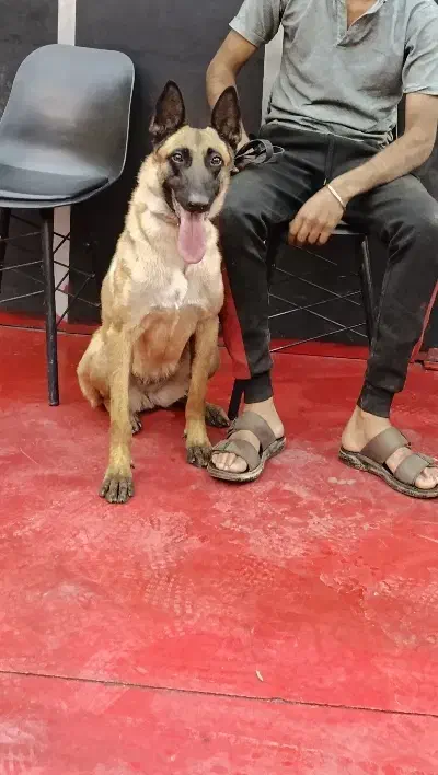 آموزش سگ های خانگی و نگهبان|خدمات پیشه و مهارت|داراب, |دیوار