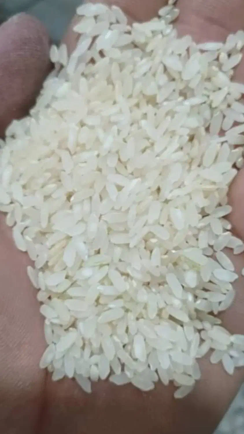 برنج|خوردنی و آشامیدنی|شیراز, شهرک پردیس|دیوار