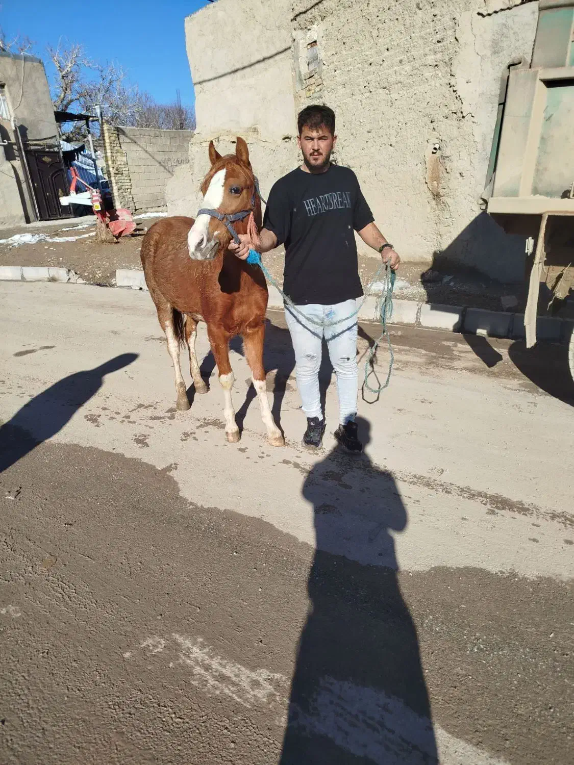 اسب کره|حیوانات مزرعه|ضیاء آباد, |دیوار