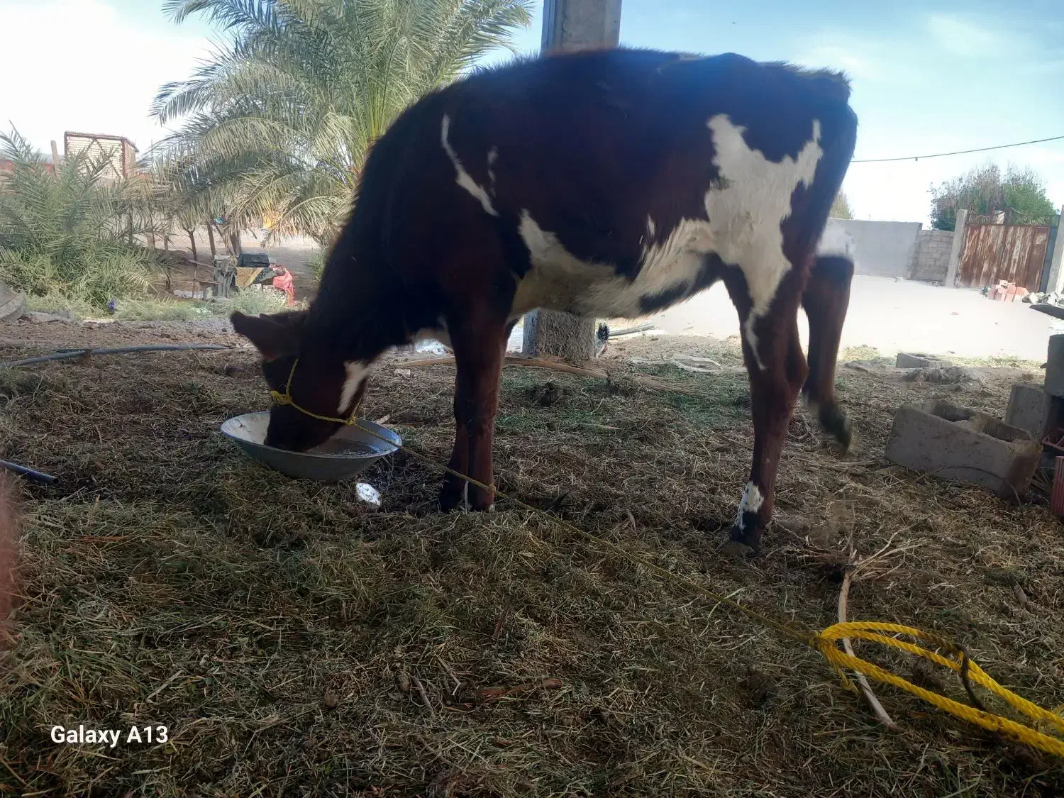 گاوفروشی|حیوانات مزرعه|بم, |دیوار