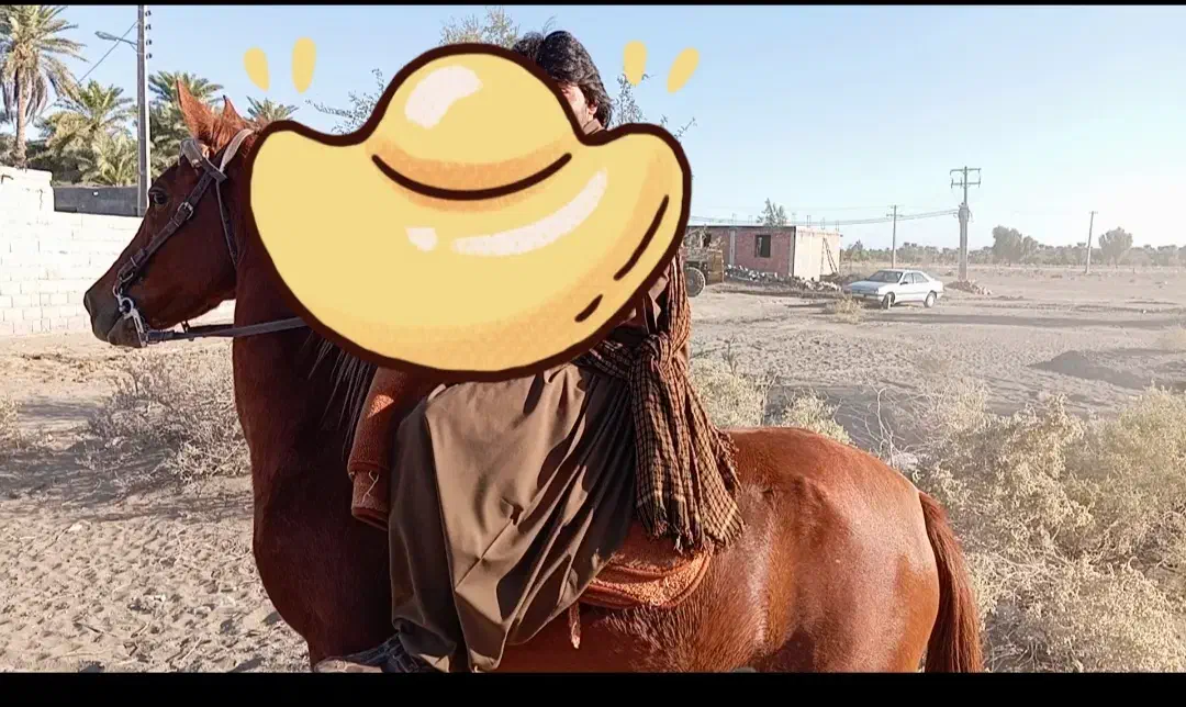 اسب مادیان|اسب و تجهیزات اسبسواری|قلعه گنج, |دیوار