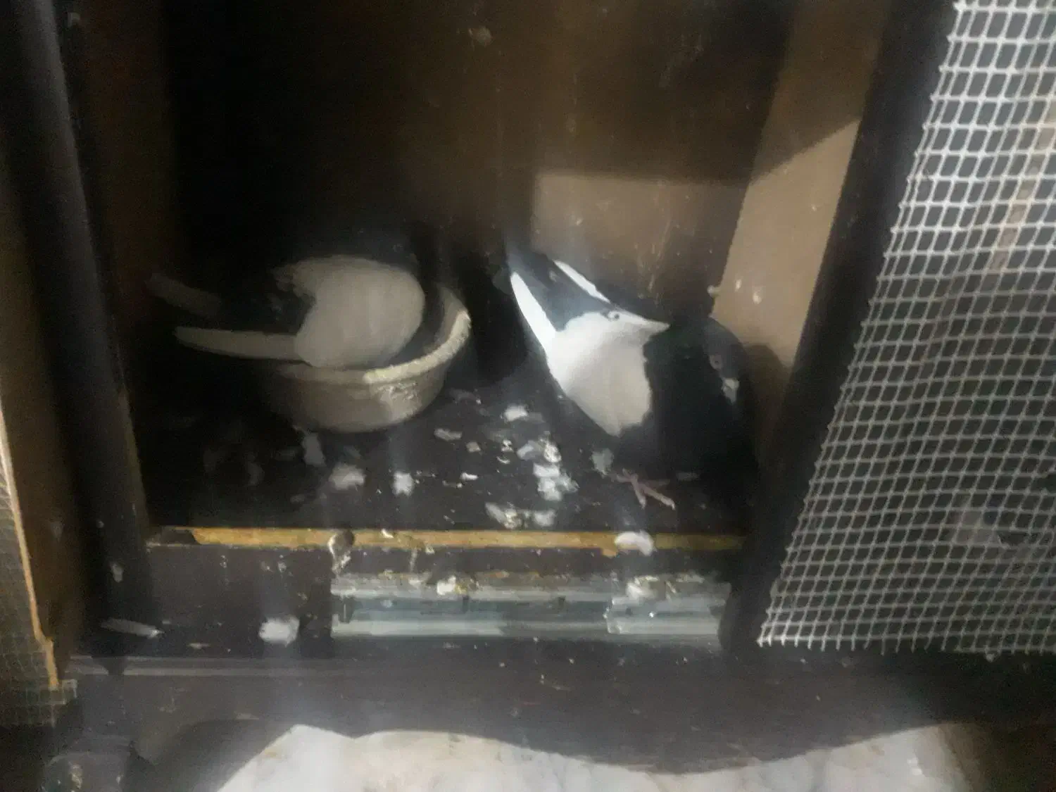 کفتر سینه سیاه|پرنده|قم, پاسدار|دیوار