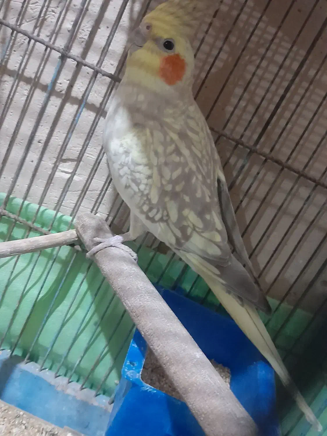 عروس هلندی|پرنده|ساوه, |دیوار