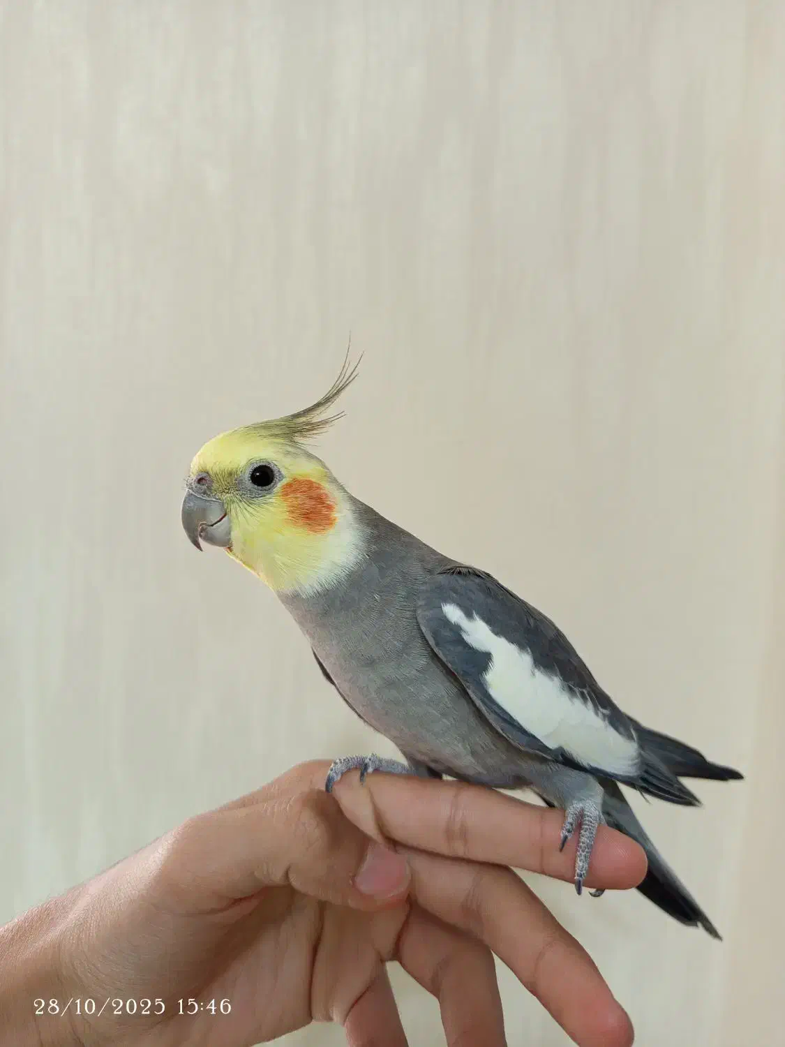 عروس هلندی|پرنده|رشت, دخانیات|دیوار