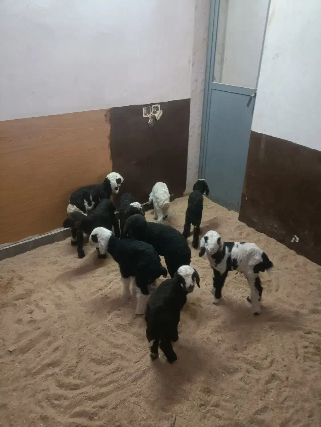 انواع بره شیری ،موجود است|حیوانات مزرعه|خرم‌آباد, |دیوار