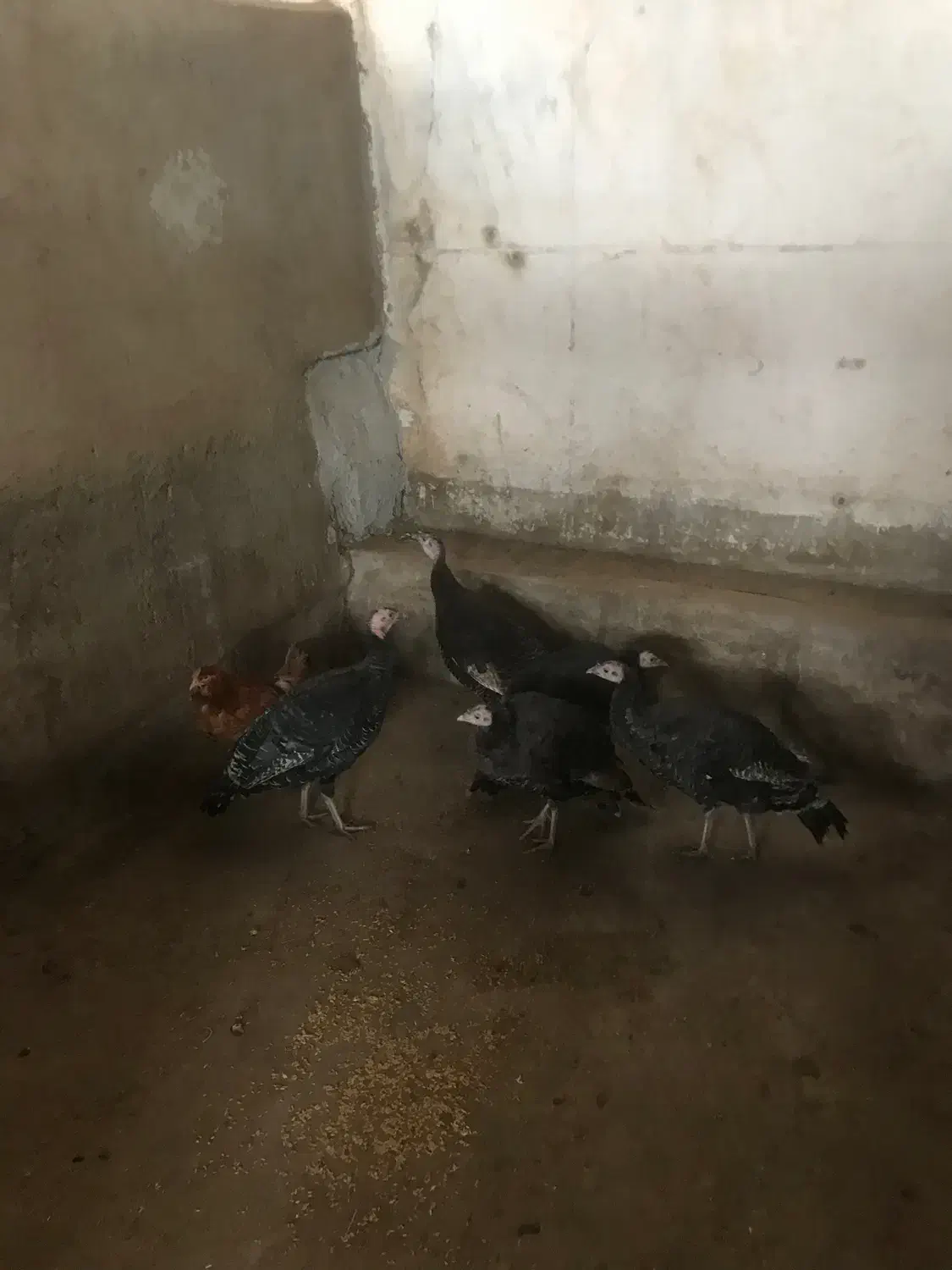 اسب|اسب و تجهیزات اسب‌سواری|اردبیل, |دیوار