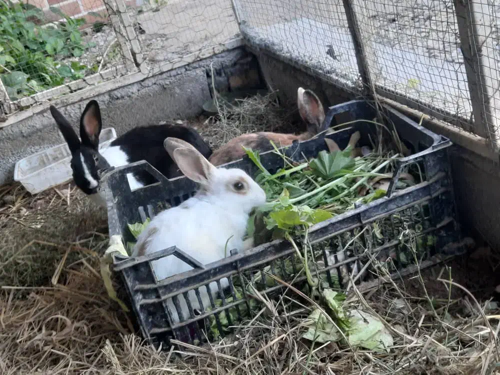 خرگوش دستی زیبا|موش و خرگوش|شوشتر, |دیوار