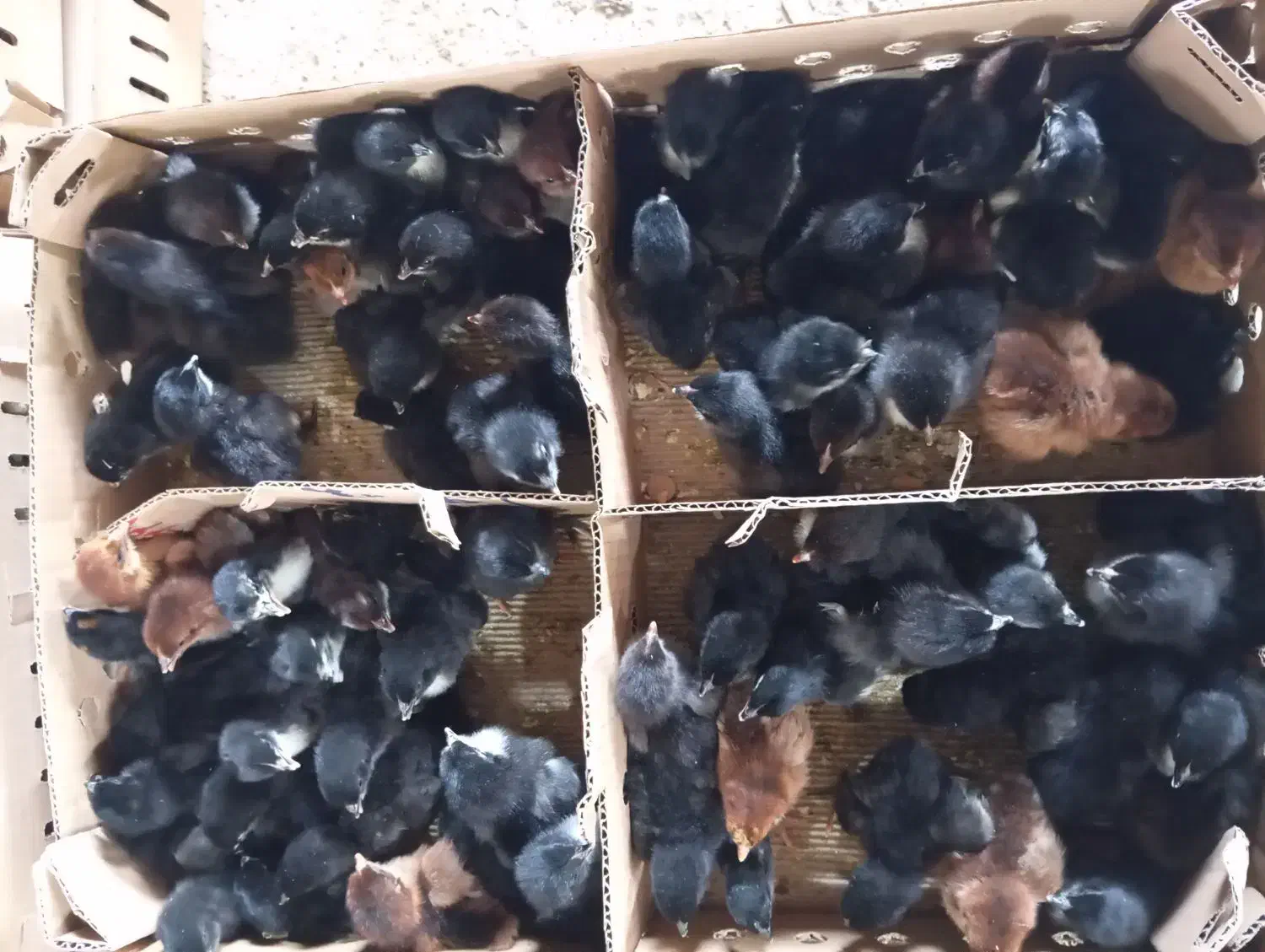 جوجه محلی 5روزه|حیوانات مزرعه|نیشابور, بلوار گلها|دیوار