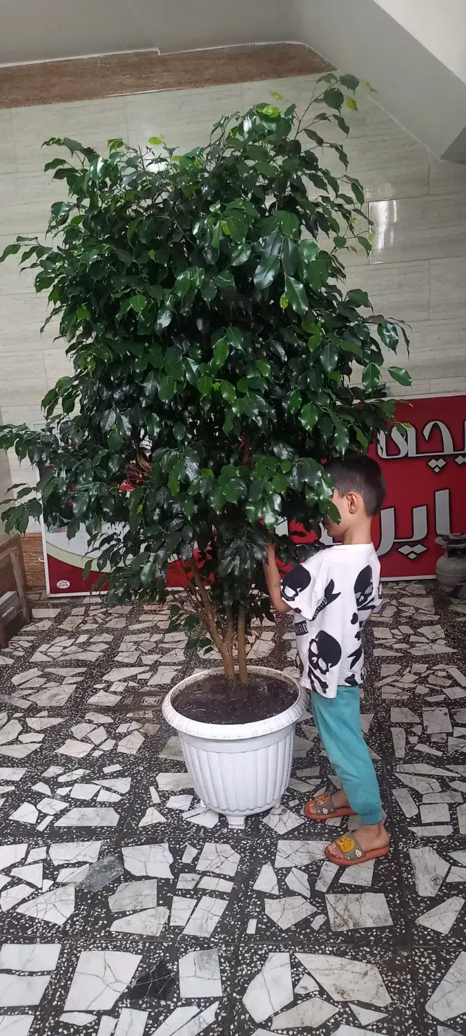 بنجامین لاکچری و سرحال آماده زیبا کردن منزل شما|گل و گیاه طبیعی|رشت, پل تالشان|دیوار