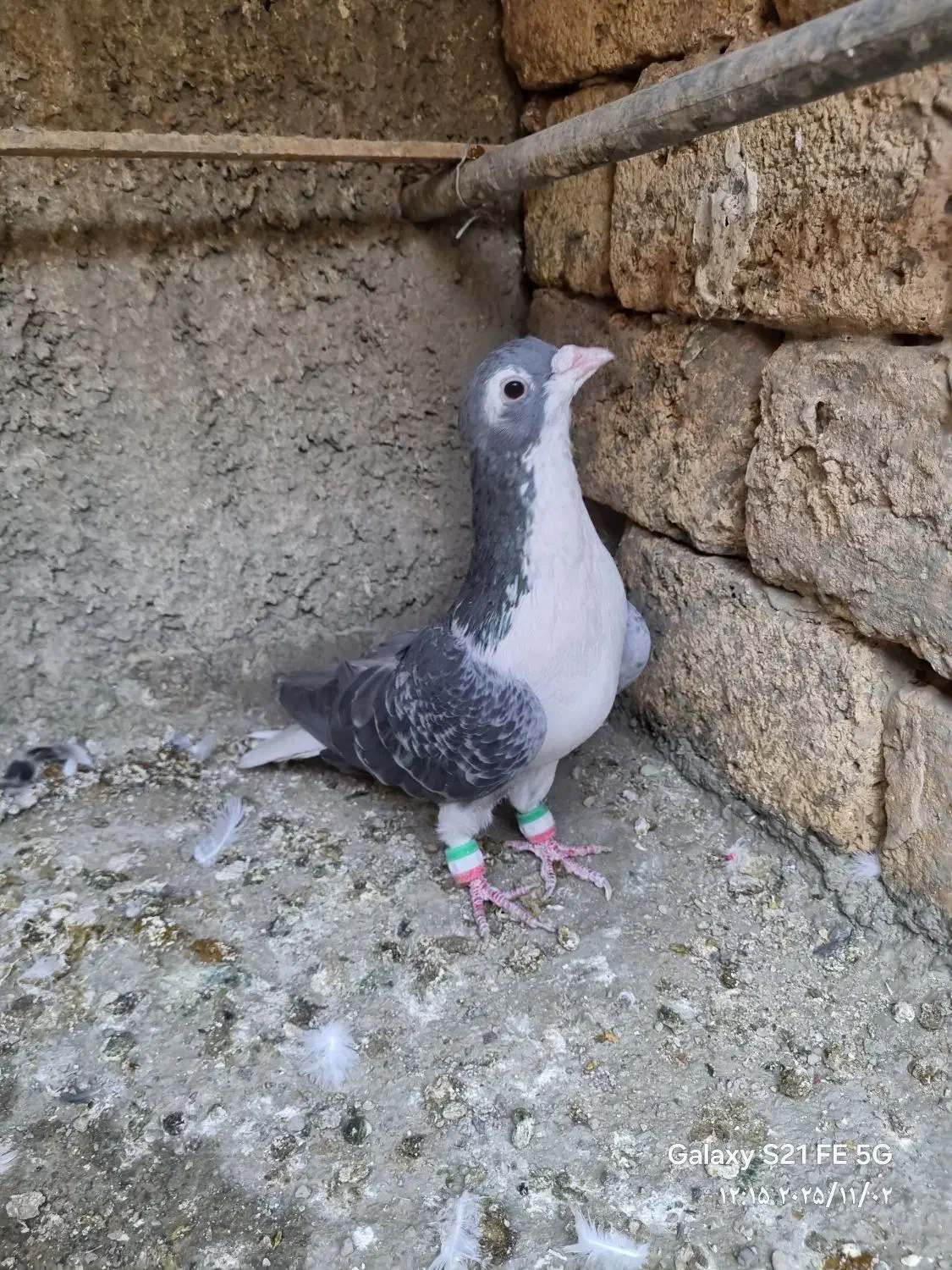 شیرازی وشهرستانی و تهرانی|پرنده|خاوران, |دیوار