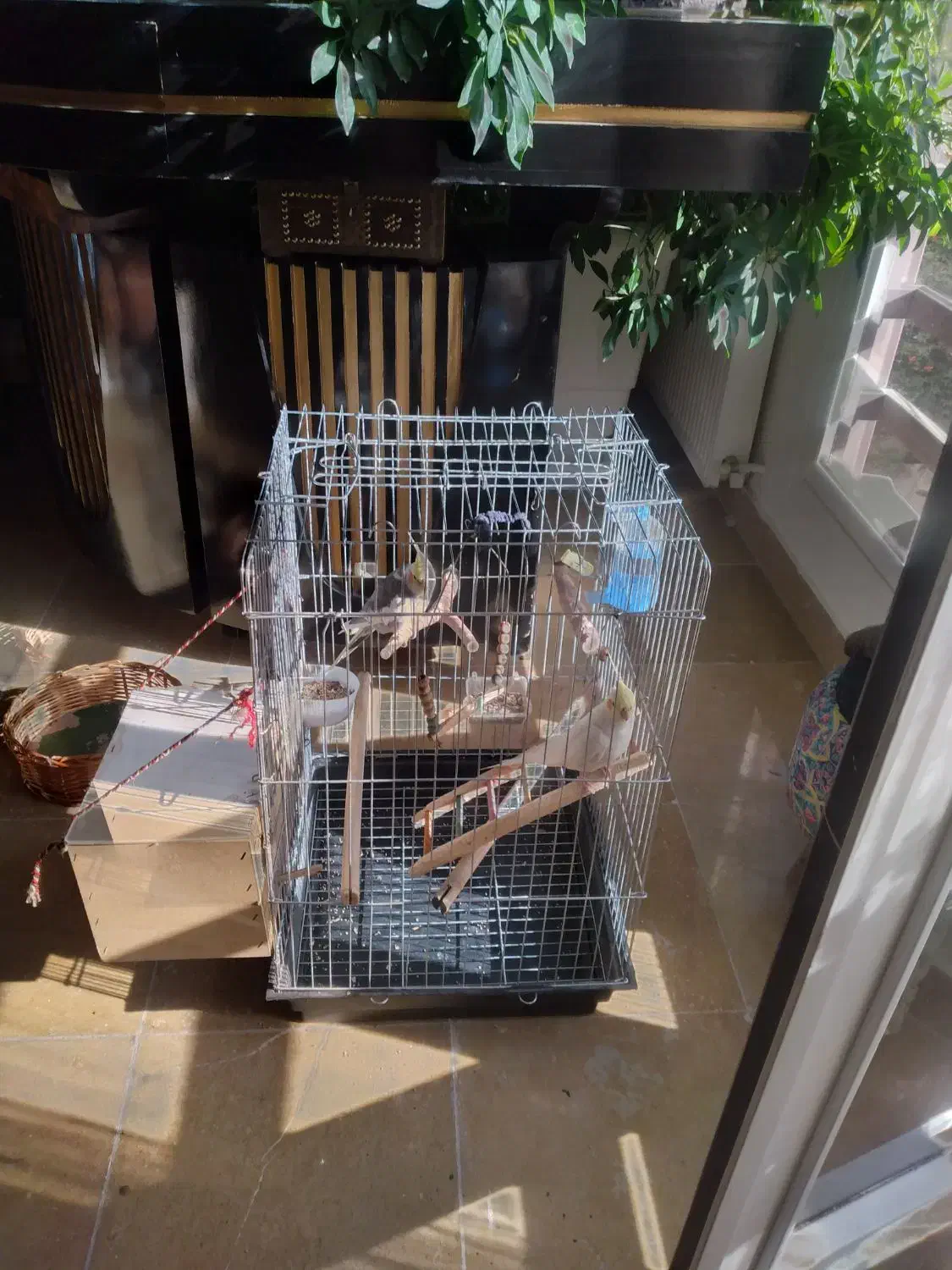 عروس هلندی|پرنده|کرج, فاز ۲ مهرشهر|دیوار