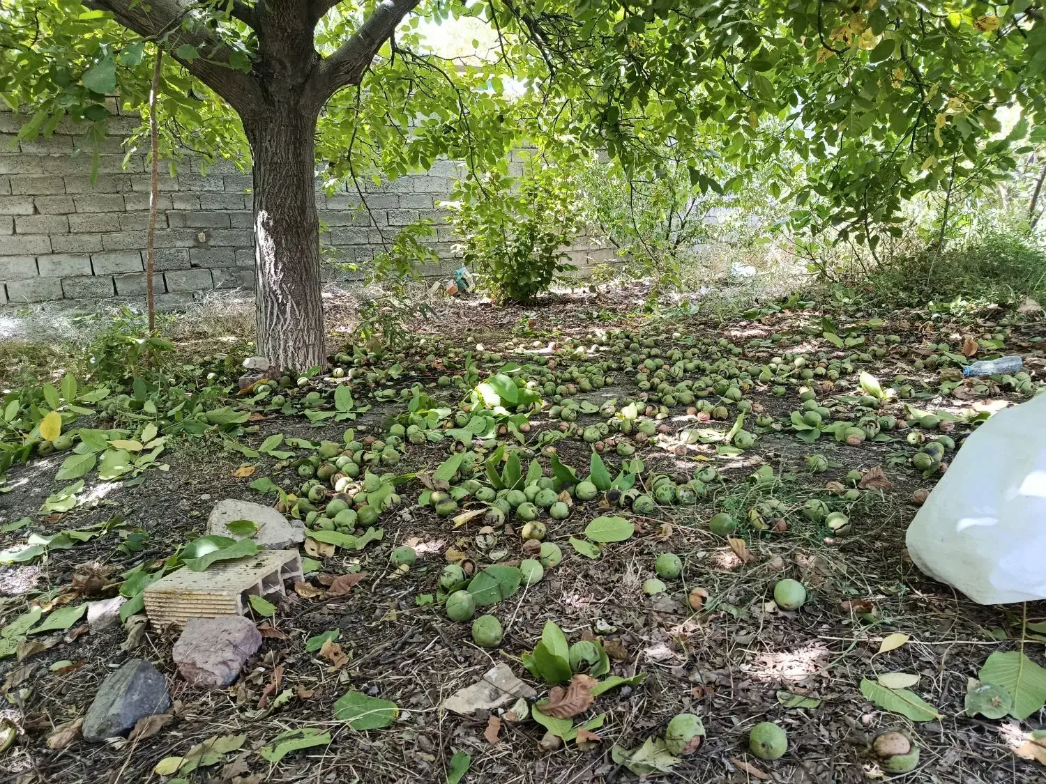 اجاره ویلا مبله دهبکری|اجارهٔ خانه و ویلا|دهبکری, |دیوار