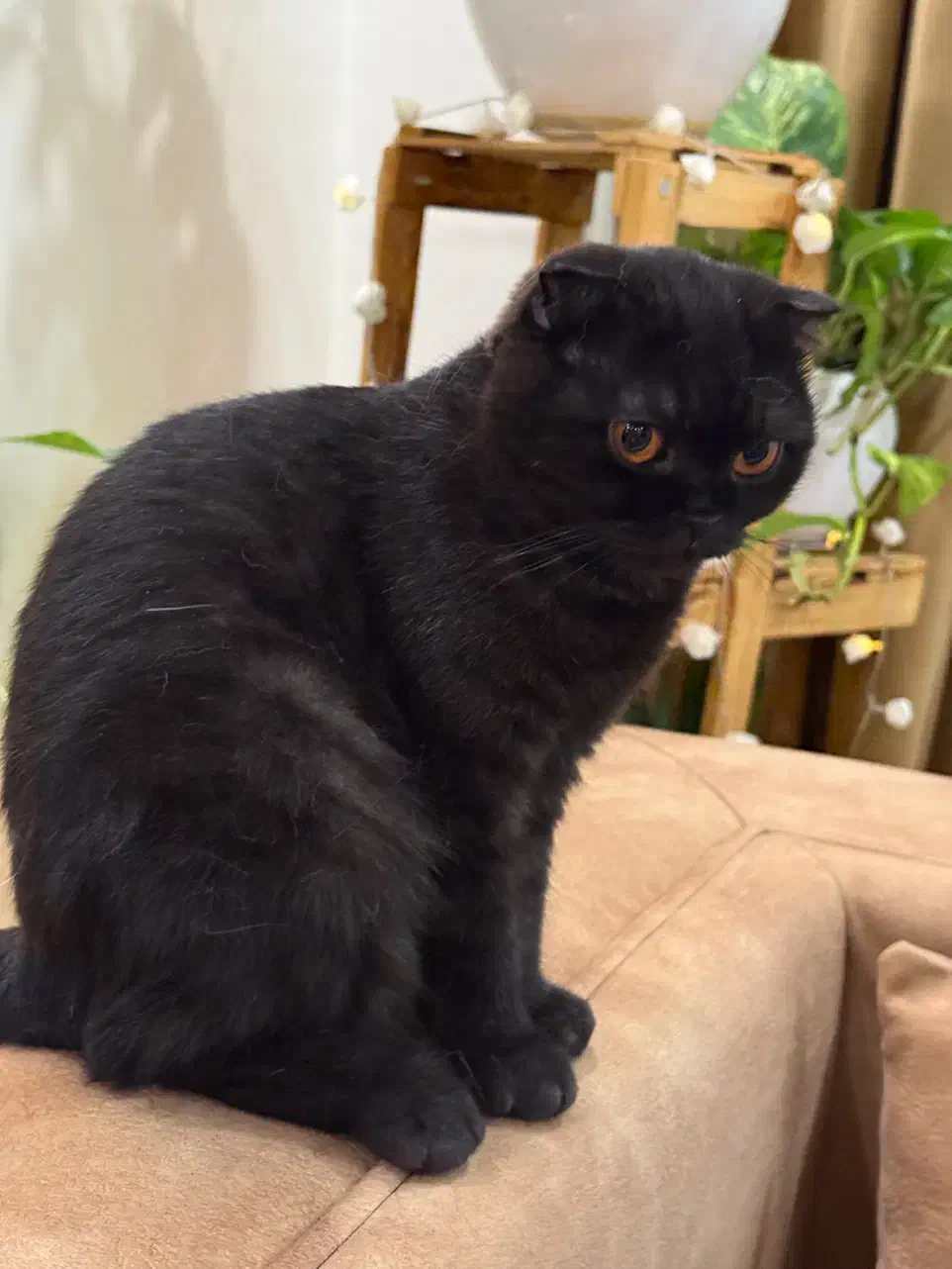 اسکاتیش با شناسنامه واکسیناسون شده|گربه|فردیس, قریشی|دیوار