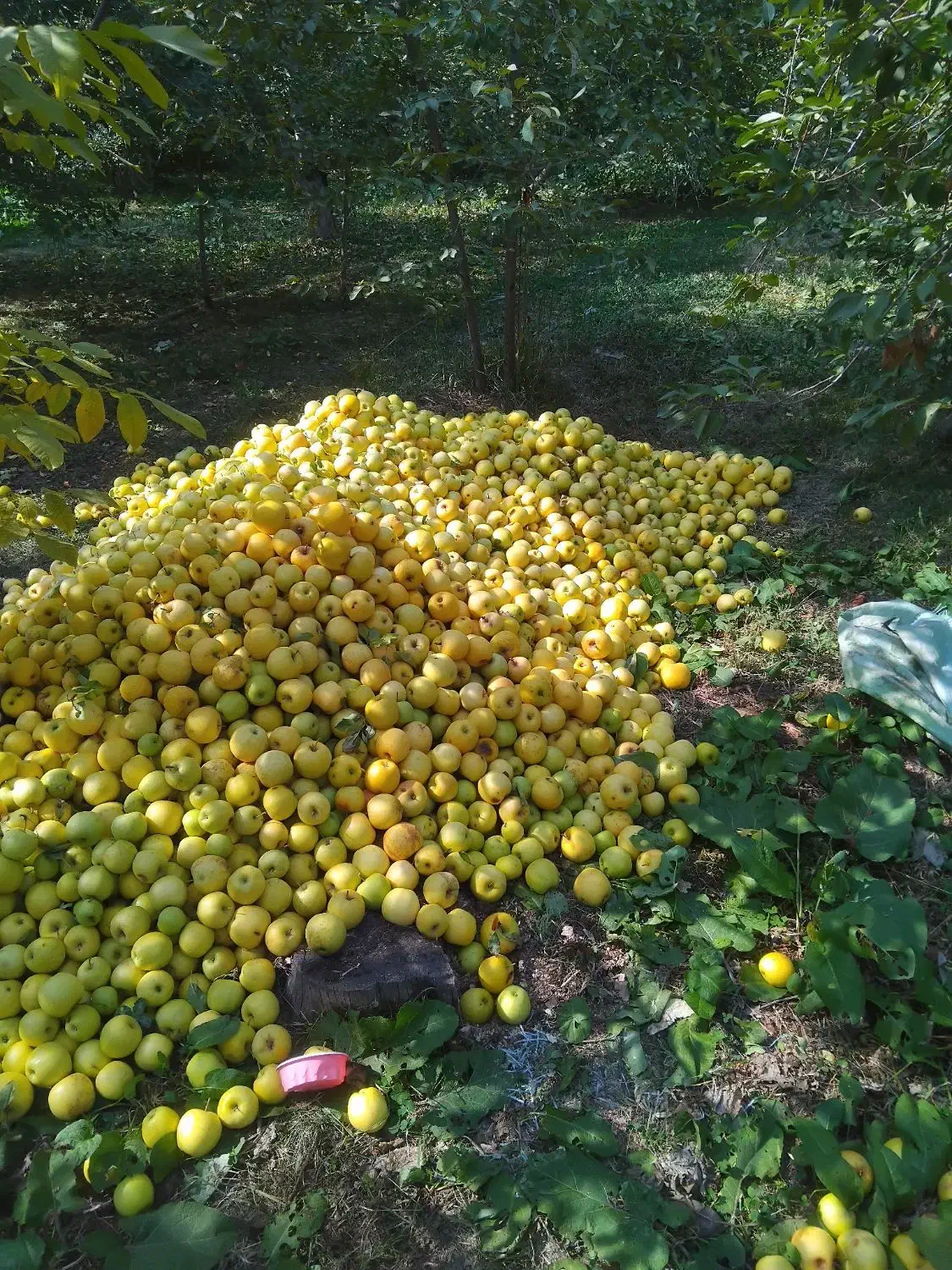 خریدار حیاط در گلبهار 1/۵ میلیارد نقدی وباغ|پیشفروش املاک|چناران, |دیوار