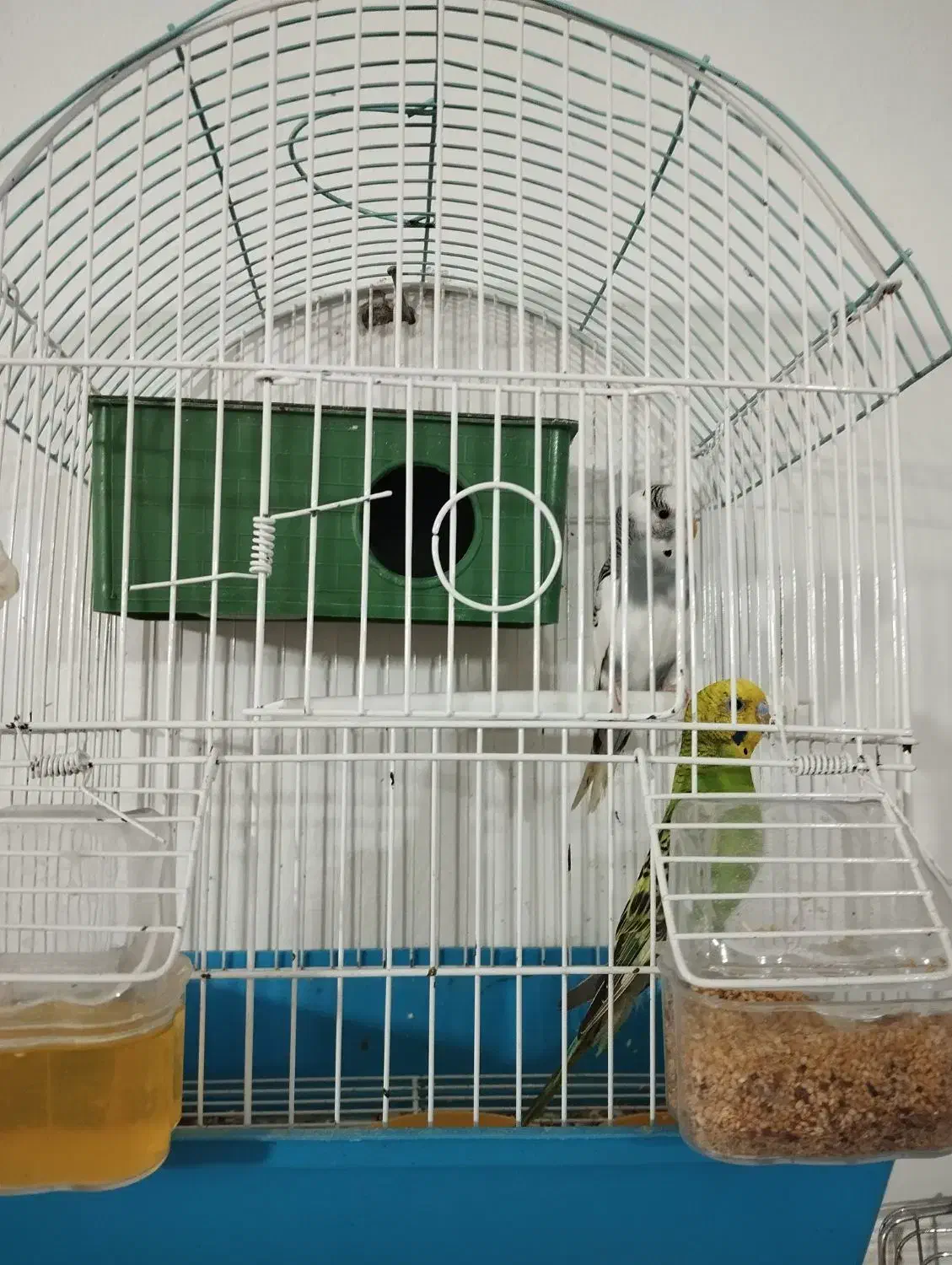 پرنده مرغ عشق|پرنده|نوشهر, |دیوار