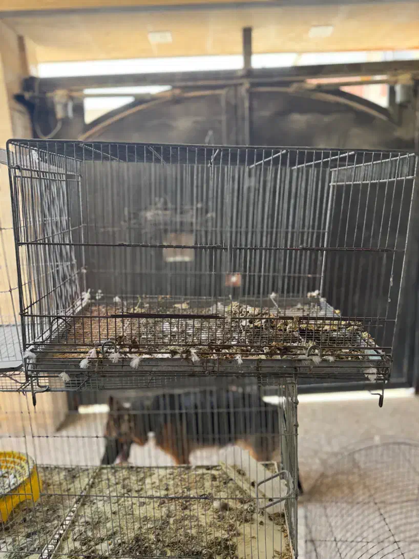 قفس|لوازم جانبی حیوانات|بوشهر, |دیوار