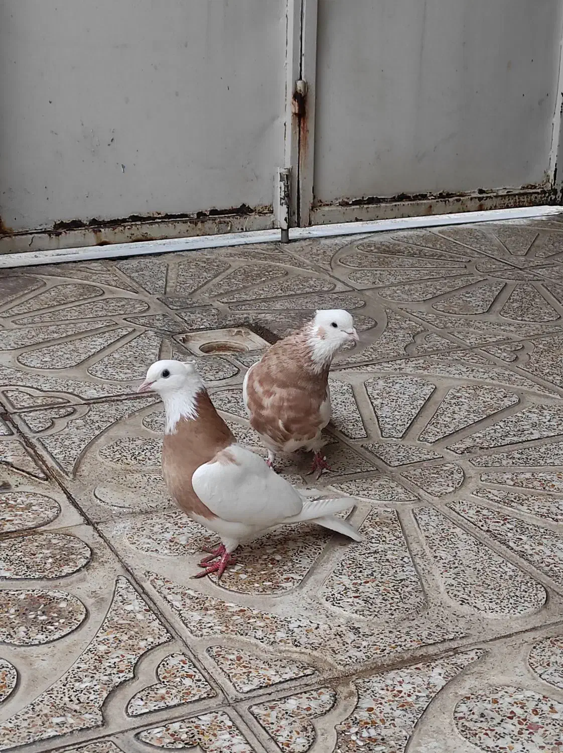 کبوتر|پرنده|ابهر, |دیوار