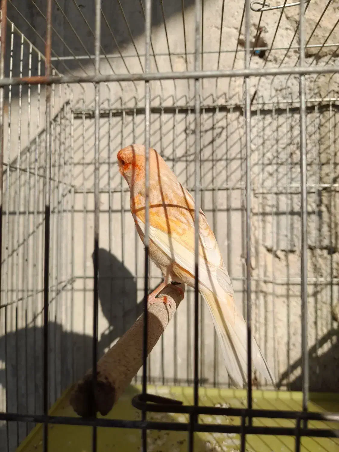 4تا قناری نر مست شلاغی و یه ماده مست ابپخش|پرنده|بوشهر, |دیوار