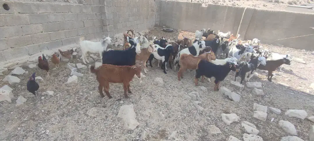 گوشت‌کهره‌موجوده|حیوانات مزرعه|جم, |دیوار