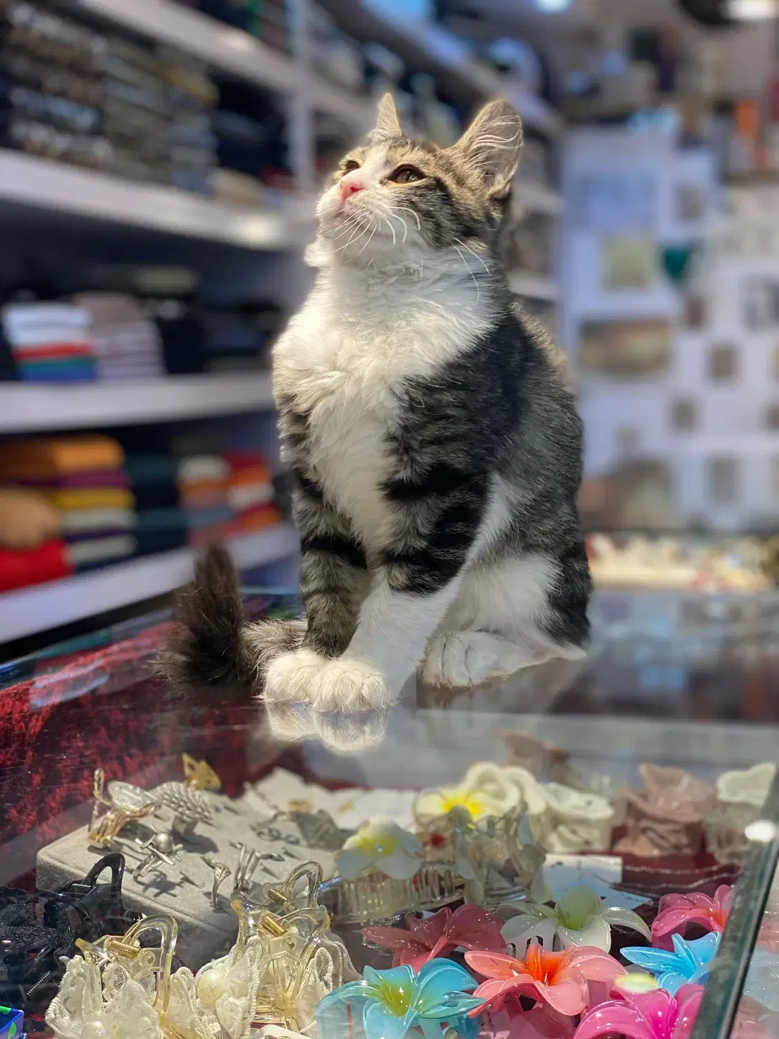 واگذاری رایگان گربه دی اس اچ|گربه|تهران, جوادیه|دیوار