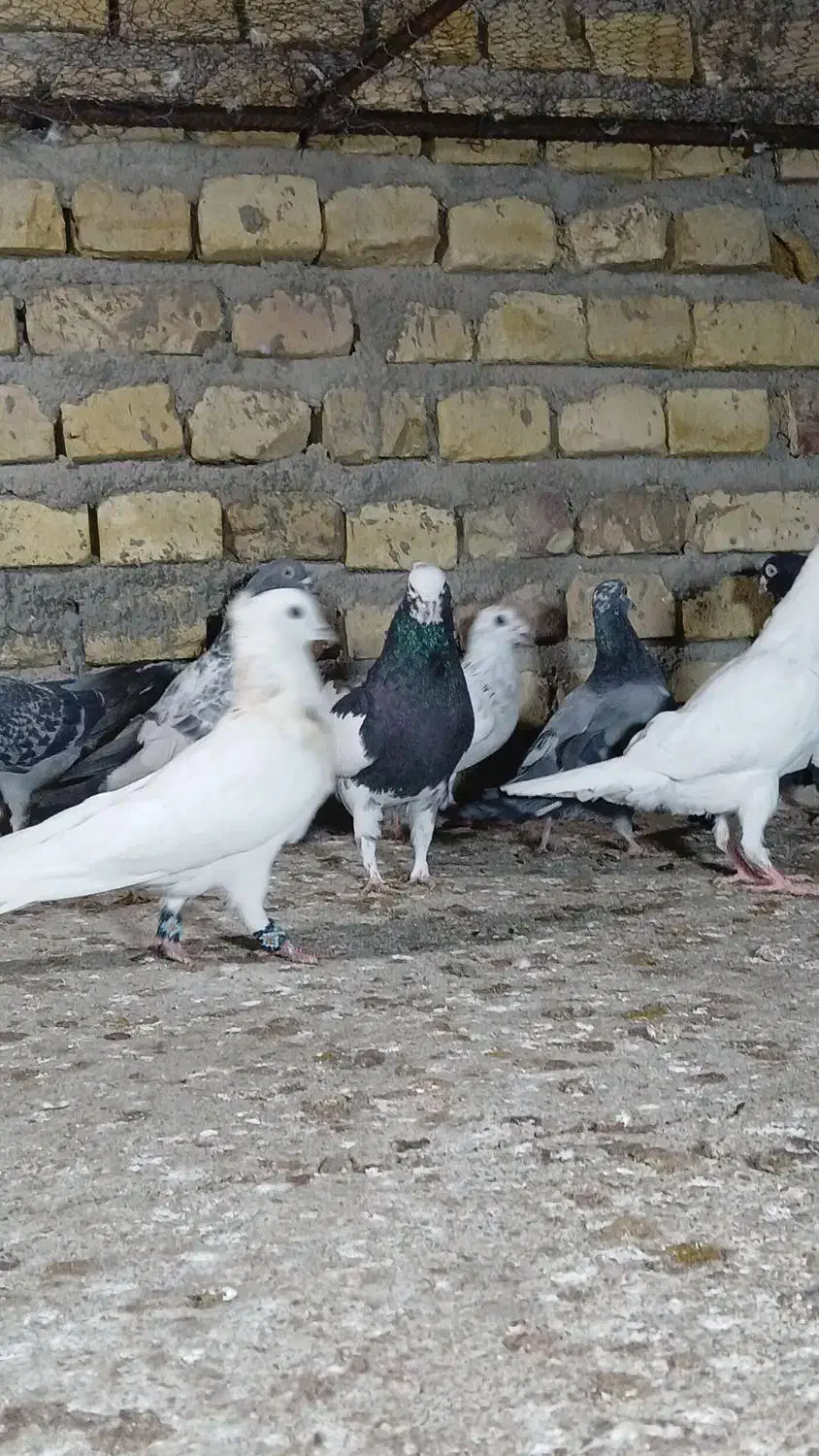 رنگی پلاکی|پرنده|یزد, |دیوار